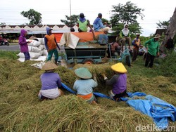 Buruh Tani di Masa Pandemi