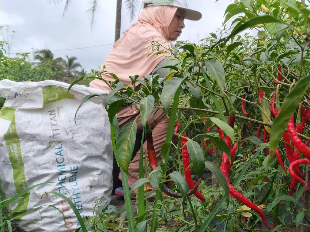 Harga Cabai Terus Anjlok, Petani di Kulon Progo Merugi Harga Cabai Terus Anjlok, Petani di Kulon Progo Merugi