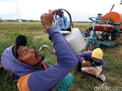 Upah Riil Buruh Tani Turun Jadi Rp 52.566/Hari