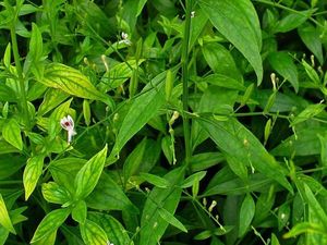 Manfaat Daun Sambiloto untuk Kesehatan dan Cara Mengolahnya