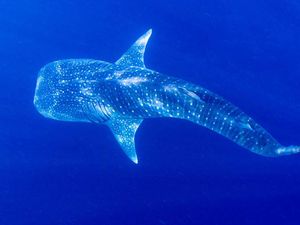 Sumbawa Dipuji Media Luar, Katanya Tempat Terbaik Lihat Whale Shark! Sumbawa Dipuji Media Luar, Katanya Tempat Terbaik Lihat Whale Shark!