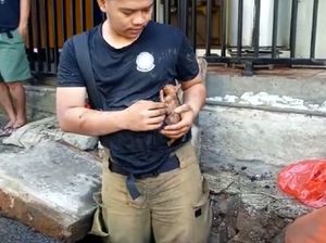 Damkar Jaktim Evakuasi Anak Kucing yang Terjebak di Gorong-gorong
