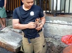 Damkar Jaktim Evakuasi Anak Kucing yang Terjebak di Gorong-gorong