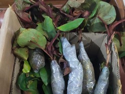 Dua Penjual Tanaman Kantong Semar Langka Ditangkap di Kalbar