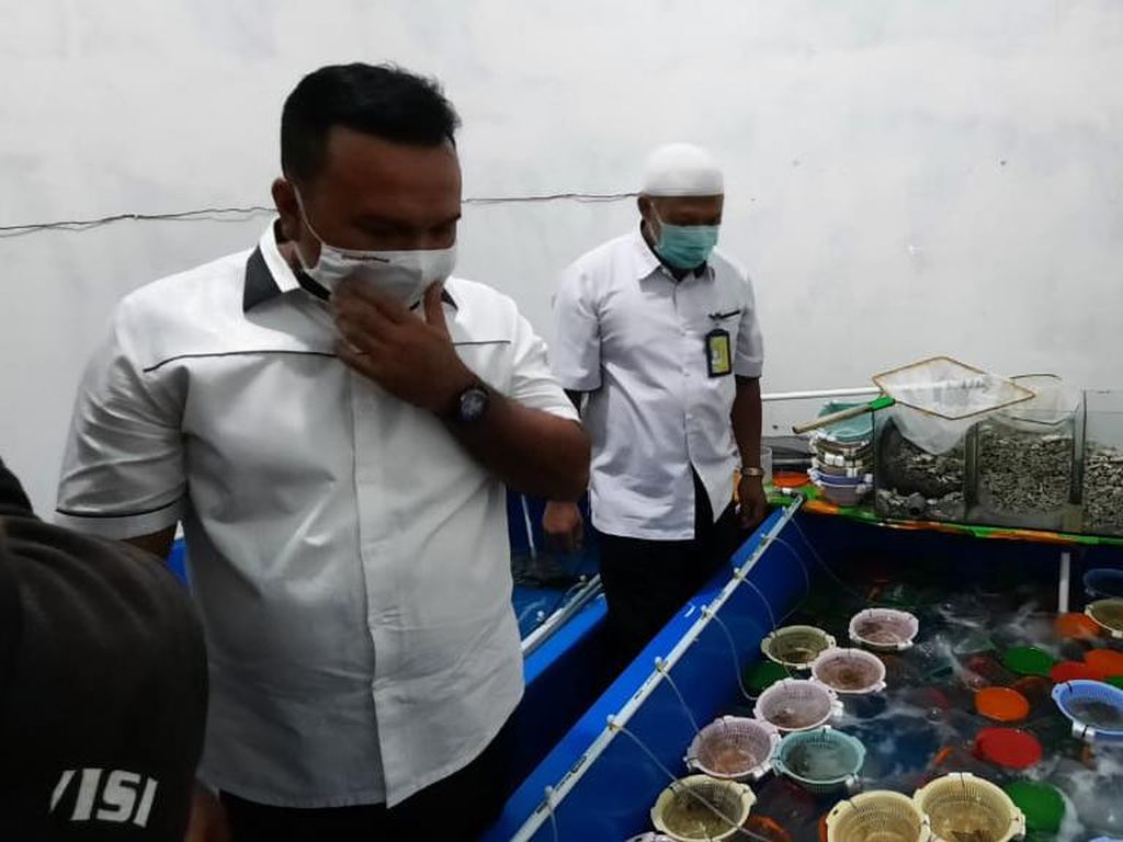 Benih Lobster Rp 6,7 M Hendak Diselundupkan ke Malaysia, 5 Pelaku Dibekuk Benih Lobster Rp 6,7 M Hendak Diselundupkan ke Malaysia, 5 Pelaku Dibekuk
