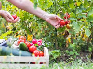 Sering Gagal Panen? 5 Kesalahan Menanam Sayuran Ini Harus Dihindari!