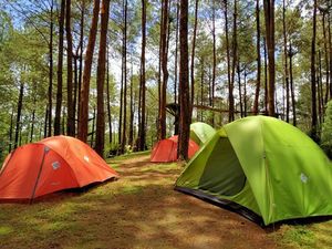Hutan Pinus Kalilo, Wisata Instagramable di Purworejo Hutan Pinus Kalilo, Wisata Instagramable di Purworejo