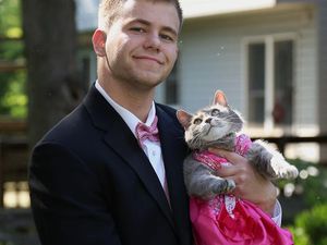 Kumpulan Foto Tatapan Hewan ke Pemiliknya Bikin Meleleh