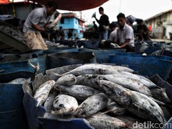 Begini Strategi Pulihkan Bisnis Penangkapan Ikan dari Corona