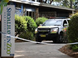 Zookeeper Kritis Dianiaya Dua Singa Saat Pandemi