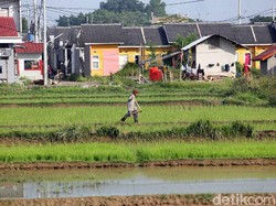 Kena PHK, Banyak Masyarakat yang Balik Lagi Jadi Petani