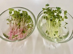 Kebun Sayur Microgreens Bisa Jadi Solusi Stok Sayuran Kekinian