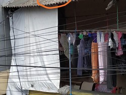 Damkar Evakuasi Kucing Terjepit Genting Rumah di Jakbar, Warga Tepuk Tangan