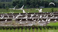 Terjaganya Habitat Burung Kuntul di Wonogiri