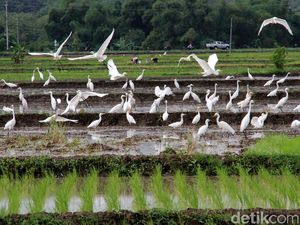 Terjaganya Habitat Burung Kuntul di Wonogiri