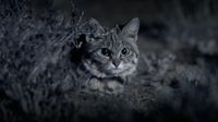 Awas! Kucing Ini Gemesin tapi Mematikan