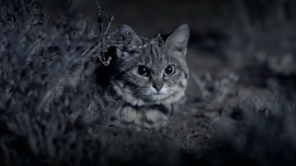 Awas! Kucing Ini Gemesin tapi Mematikan