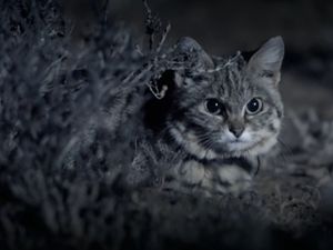 Terinspirasi Kucing, Peneliti Kembangkan Mata Robot yang Bisa Melihat Dalam Gelap Terinspirasi Kucing, Peneliti Kembangkan Mata Robot yang Bisa Melihat Dalam Gelap