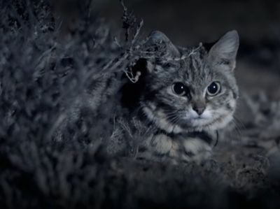 Awas! Kucing Ini Gemesin tapi Mematikan