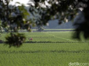 Puluhan Hektar Sawah di Polman Gagal Panen Akibat Banjir