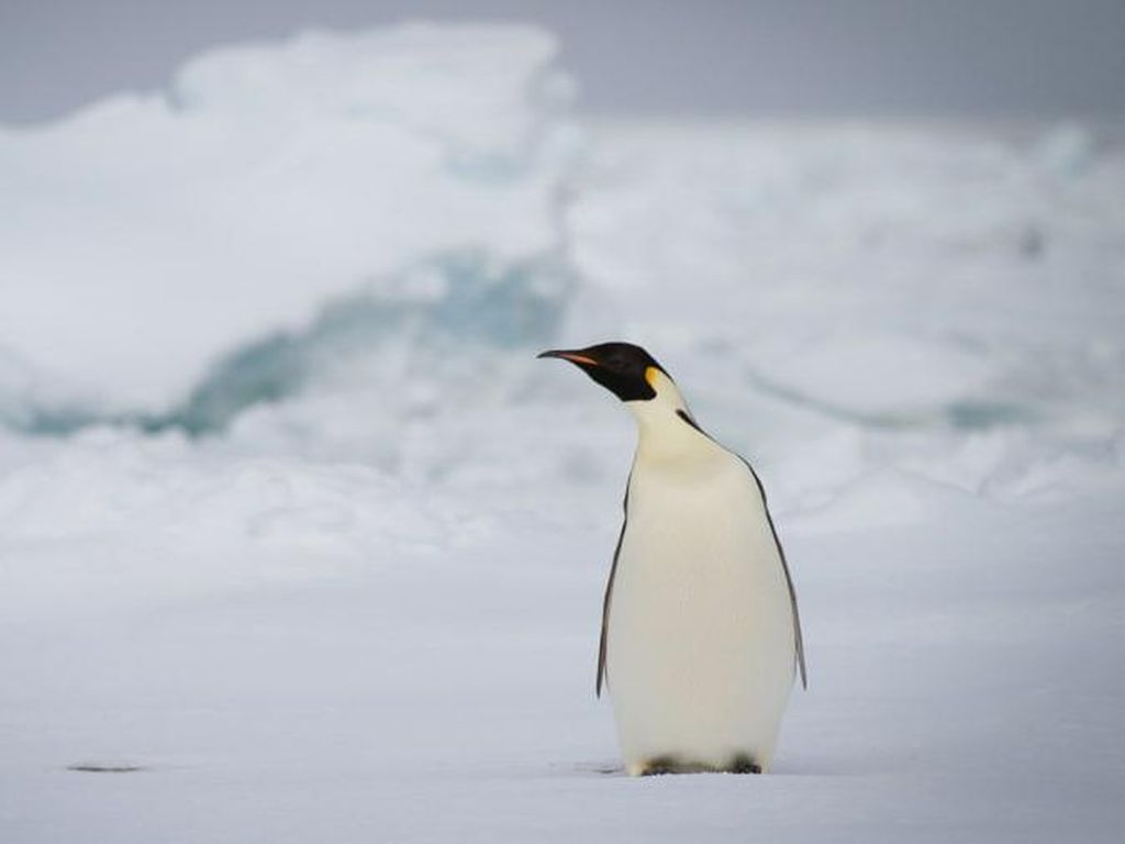 Dramatis, Penguin Naik Perahu Minta Diselamatkan Karena Diburu Paus Pembunuh Dramatis, Penguin Naik Perahu Minta Diselamatkan Karena Diburu Paus Pembunuh