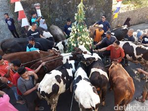 Tradisi Arak-arakan Sapi Usai Lebaran di Boyolali Tahun Ini Ditiadakan Tradisi Arak-arakan Sapi Usai Lebaran di Boyolali Tahun Ini Ditiadakan