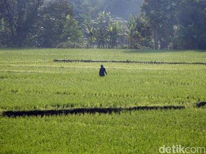 RNI Kebagian Garap Lahan Sawah Baru di Kalteng RNI Kebagian Garap Lahan Sawah Baru di Kalteng
