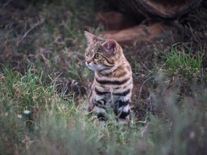 Raja Tega! Selandia Baru Rencanakan Kompetisi Bunuh Kucing bagi Anak-anak