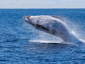 Sedang Asyik Berselancar, Tetiba Dua Ekor Paus Muncul Sedang Asyik Berselancar, Tetiba Dua Ekor Paus Muncul