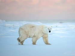 Ini 12 Makhluk Hidup Terbesar di Bumi (Bagian II)