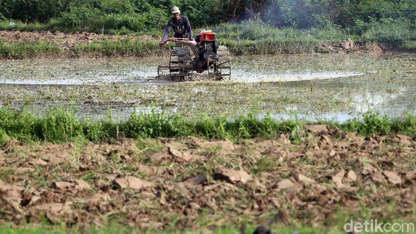 Geliat Petani Cikarang di Tengah Pandemi Corona