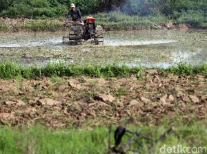 Geliat Petani Cikarang di Tengah Pandemi Corona
