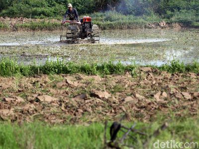 Geliat Petani Cikarang di Tengah Pandemi Corona
