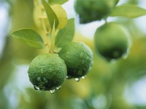 5 Obat Batuk Pilek Tradisional, Dijamin Manjur!