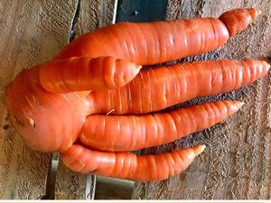 Seperti Menang Lotre, 10 Makanan Bentuk Unik Ini Ditemukan Tak Sengaja!