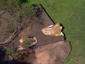 Petugas Kebun Binatang Australia Diterkam Singa, Lehernya Terluka