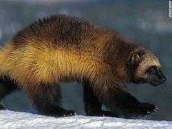 Langka! Beruang Mini atau Wolverine Terlihat di Pantai