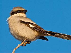 Shrike, Burung Bersuara Merdu yang Sadis Shrike, Burung Bersuara Merdu yang Sadis