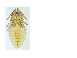 10 Cara Menghilangkan Kutu Kucing yang Ampuh dan Efektif