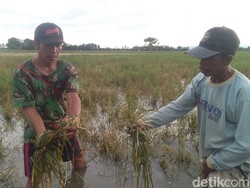 Puluhan Hektare Tanaman Padi di Polman Membusuk Akibat Banjir