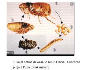 Balita Tsamara Diduga Bukan Digigit Kutu Kucing tapi Pinjal, Apa Bedanya? Balita Tsamara Diduga Bukan Digigit Kutu Kucing tapi Pinjal, Apa Bedanya?