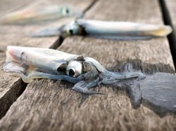 Heboh Tinta Cumi Dianggap Najis dan Haram Dimakan, Apa Benar?