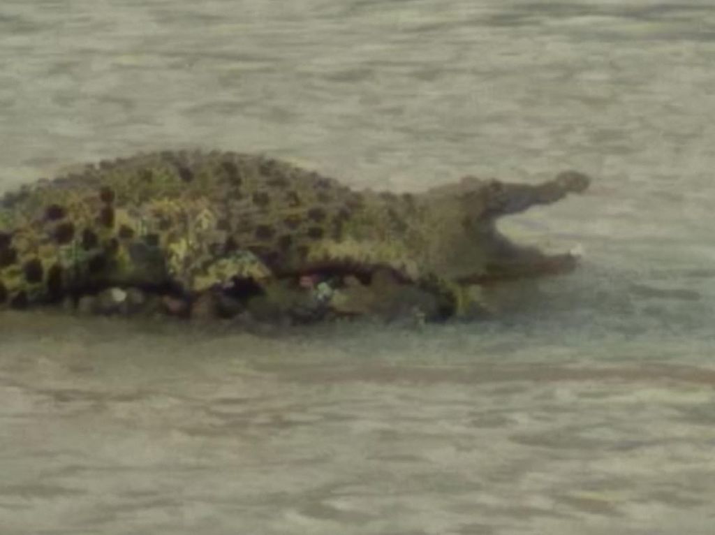 Buaya di Sungai Cimandiri Sukabumi yang Kagetkan Pemancing Tidak Pernah Meneror Buaya di Sungai Cimandiri Sukabumi yang Kagetkan Pemancing Tidak Pernah Meneror