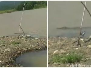 Asyik Mancing di Sungai, Pemancing di Sukabumi Kaget Dihampiri Buaya