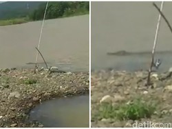 Asyik Mancing di Sungai, Pemancing di Sukabumi Kaget Dihampiri Buaya
