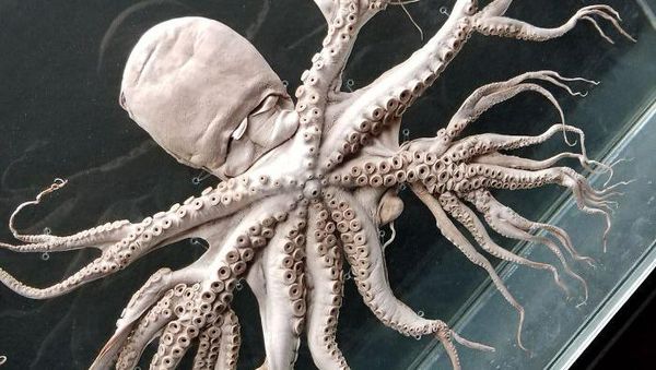 Kumpulan Foto Alam Liar yang Bikin Bergidik