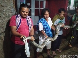 Ular Sanca 4,5 Meter Pemakan Ternak-Ikan Warga Cianjur Berhasil Ditangkap