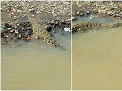 Cerita Kemunculan Buaya dan Kesaksian Pemancing di Sungai Cimandiri