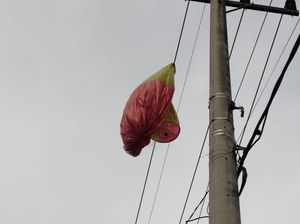 Balon Udara di Trenggalek Nyangkut Kabel Listrik dan Timpa Rumah Warga Balon Udara di Trenggalek Nyangkut Kabel Listrik dan Timpa Rumah Warga