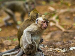 Bercengkerama dengan Puluhan Monyet di Wisata Mangunan